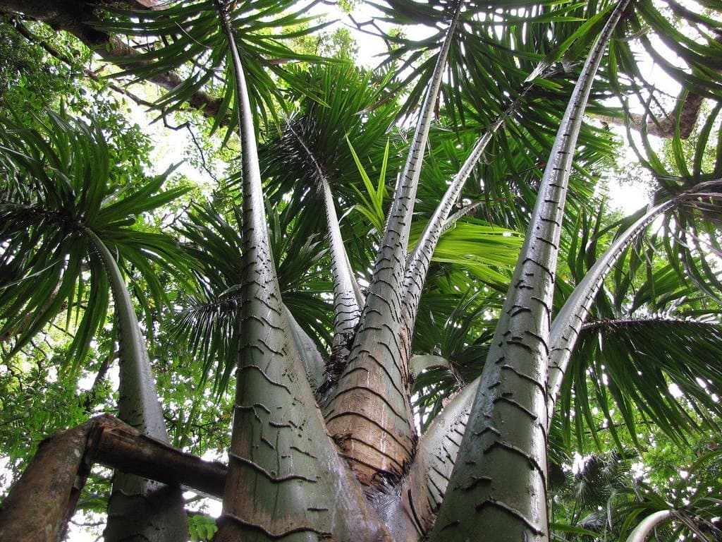 Palm at Keʻanae Arboretum