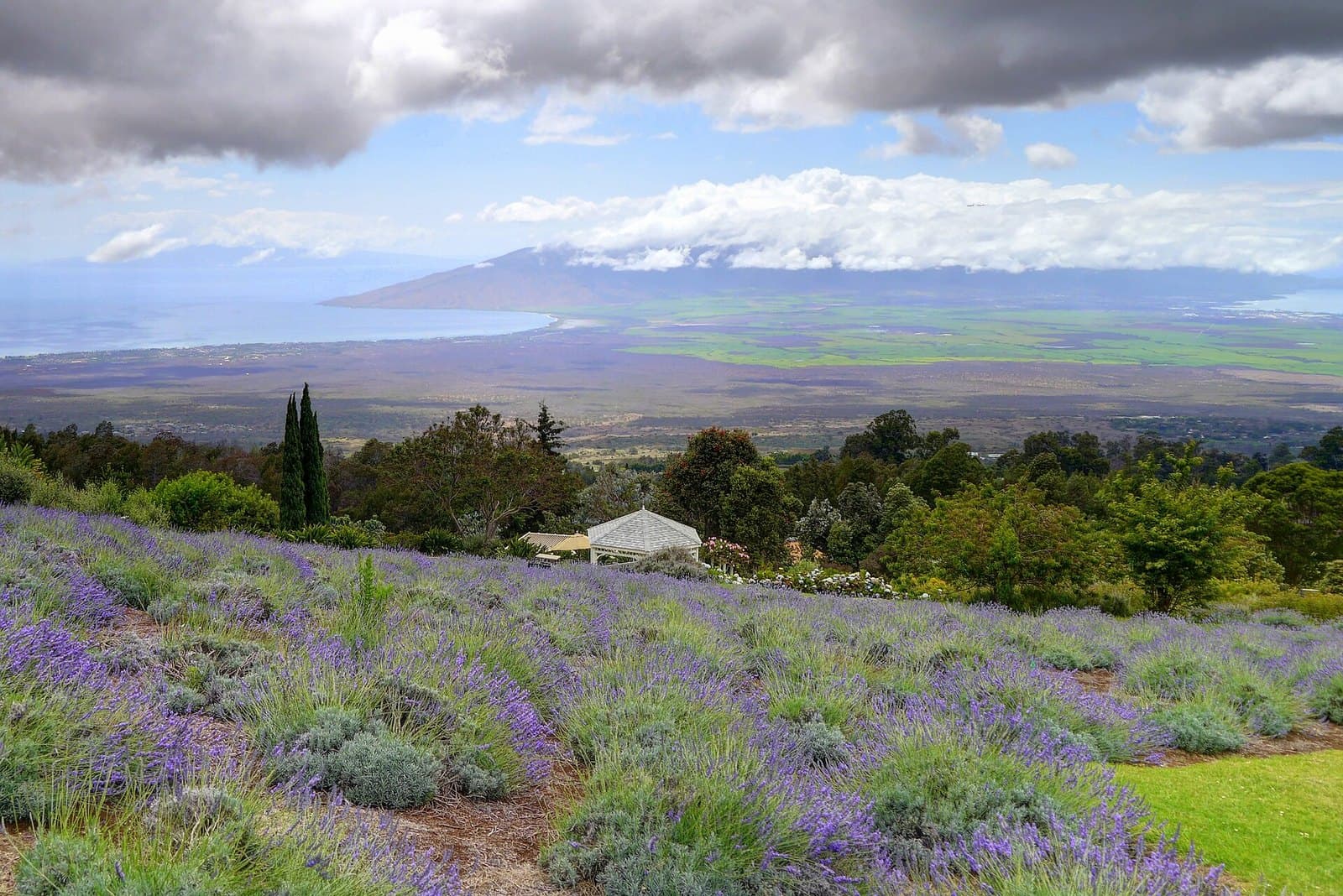 Lavender and mountain views in Kula